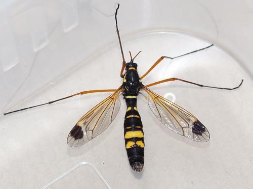 Ctenophora festiva